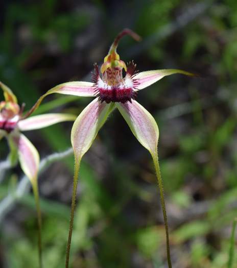 Caladenia - Orchid-Badgingarra-Vern-Westbrook-walk-Sep-2018p0033.JPG